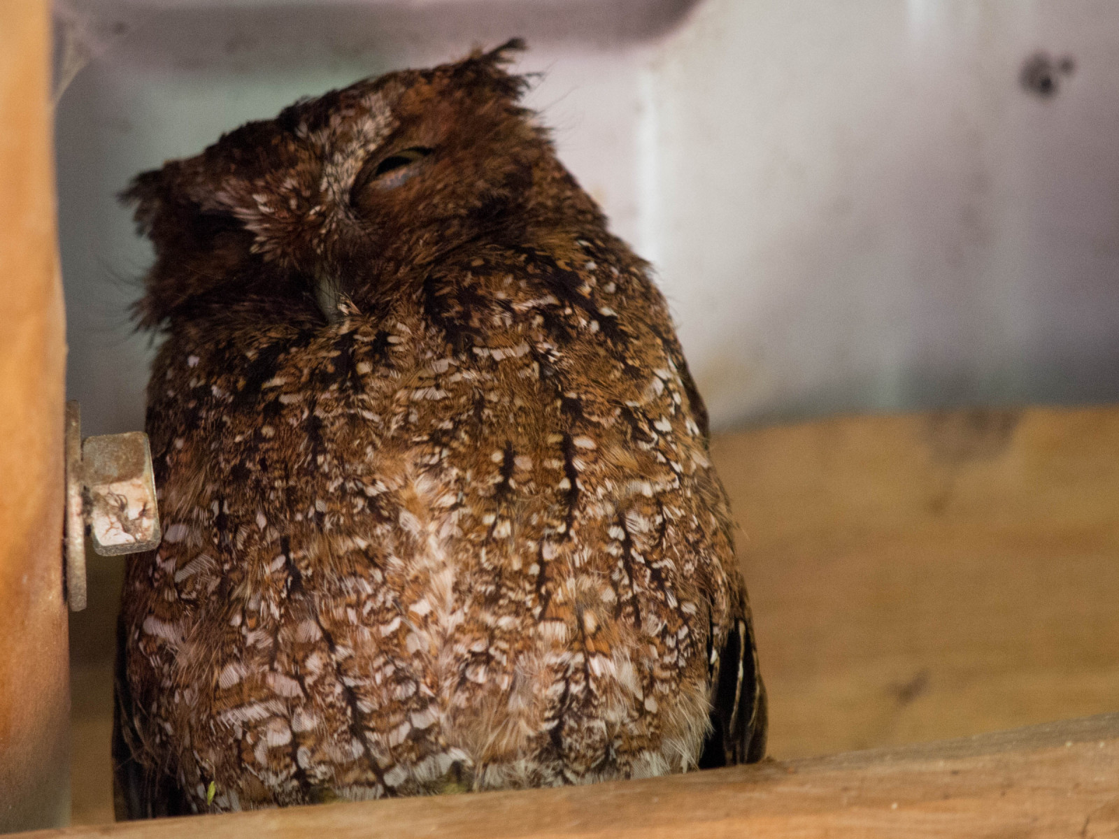image Bare-shanked Screech-Owl